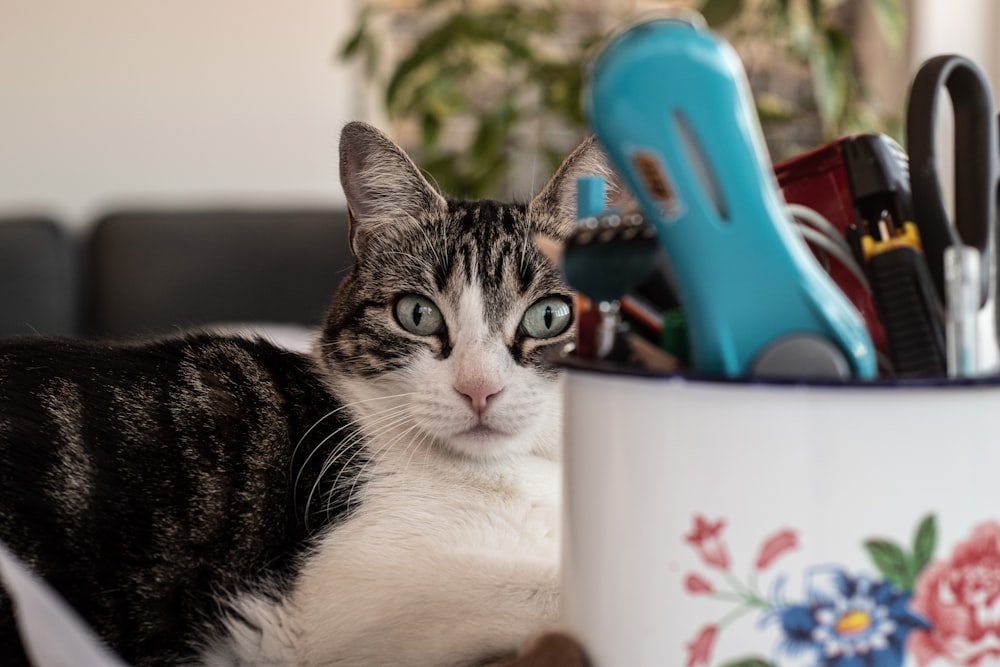 a cat laying on top of a table next to a cup