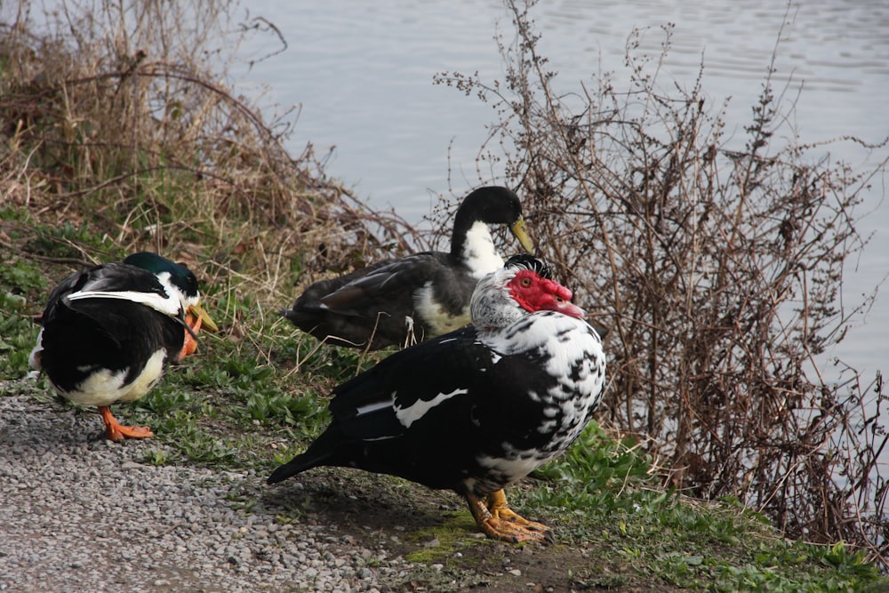 a couple of birds that are standing in the grass