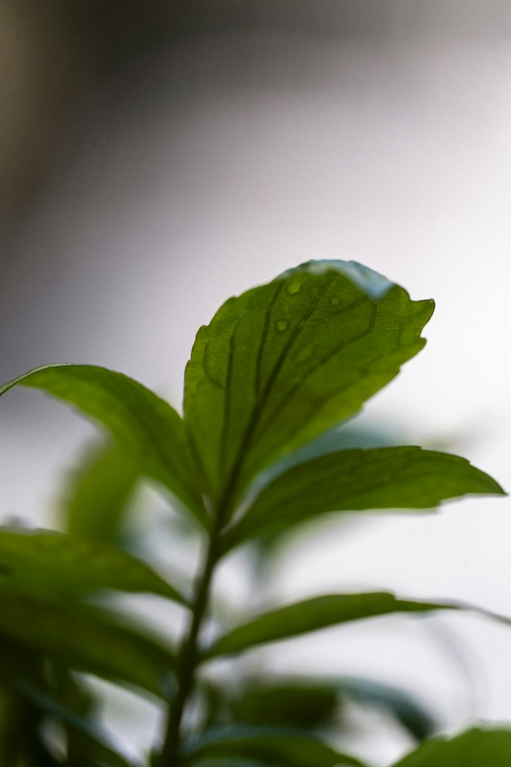 Un primer plano de una planta verde con gotas de agua