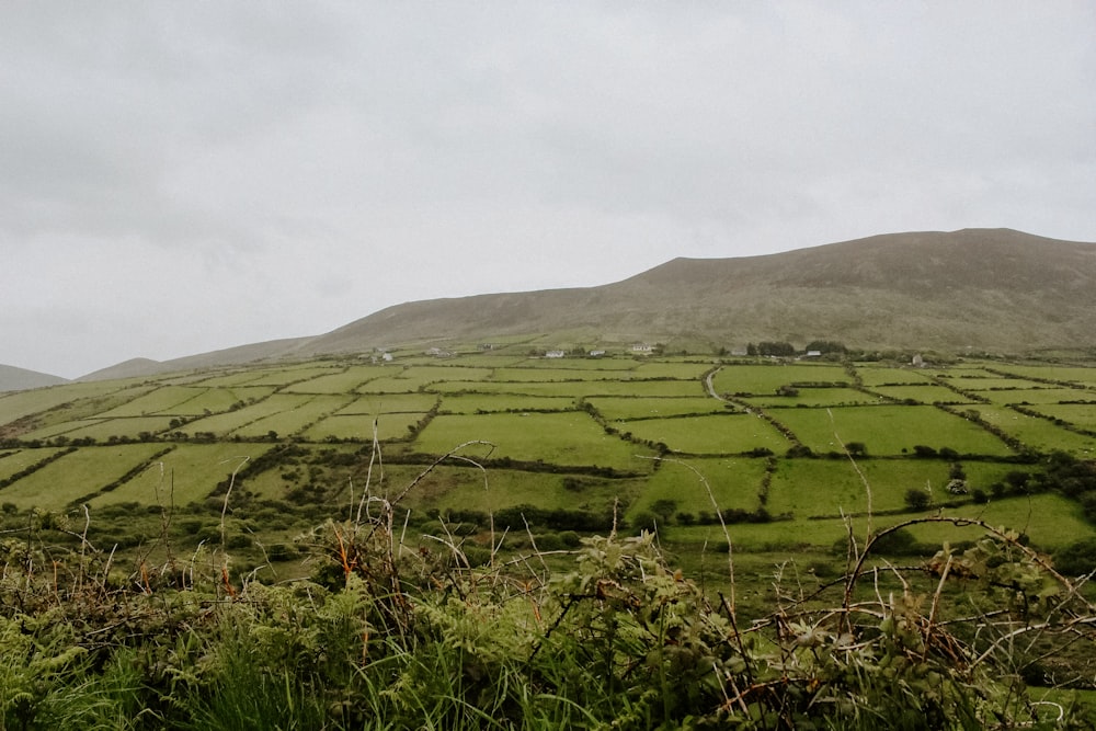 a lush green field with a mountain in the background