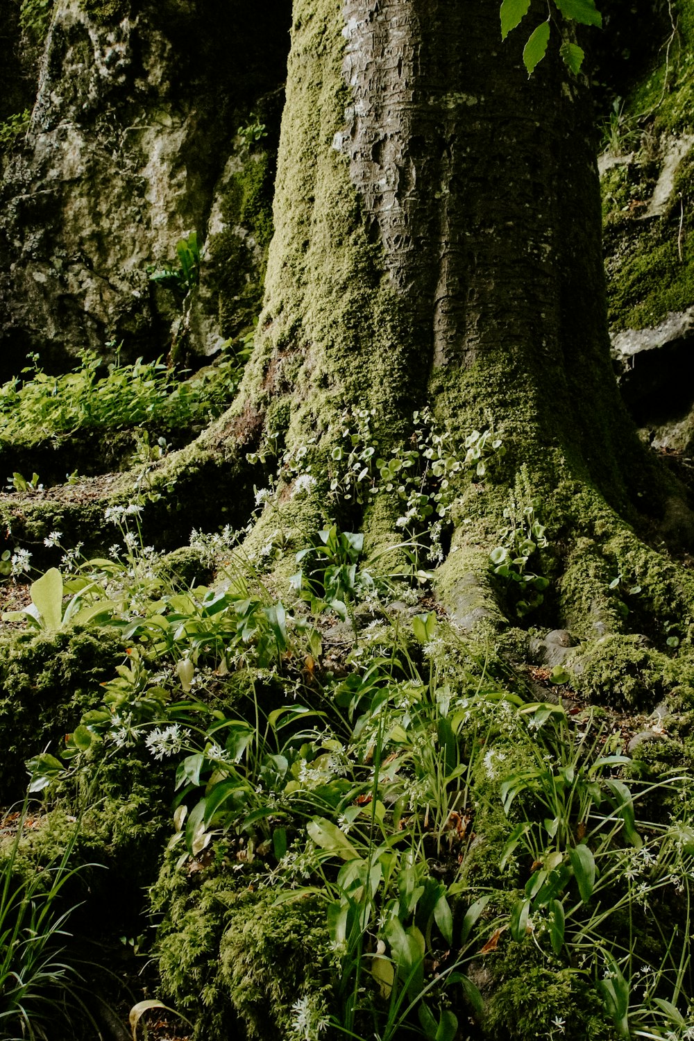 a mossy tree in the middle of a forest