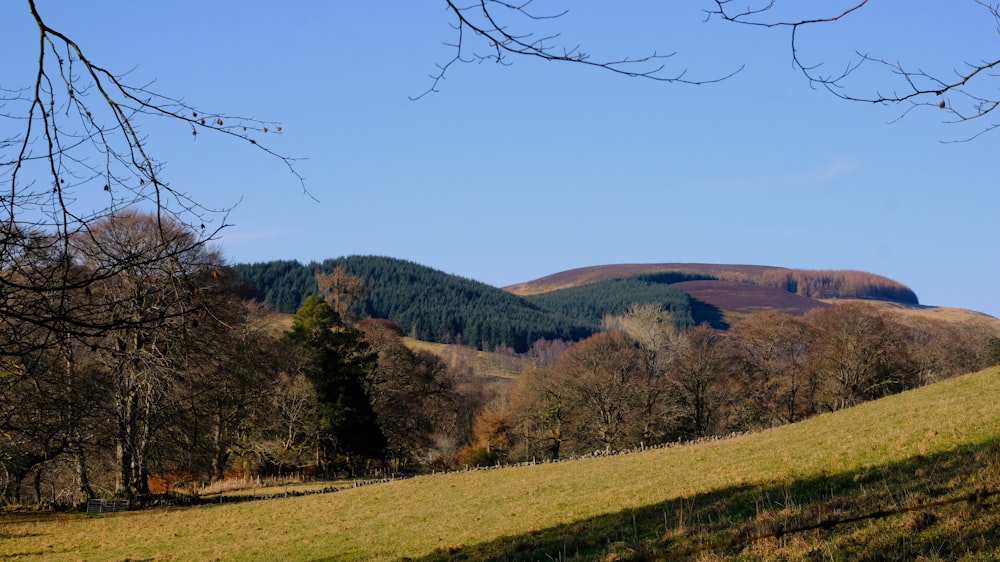 a grassy field with trees and hills in the background