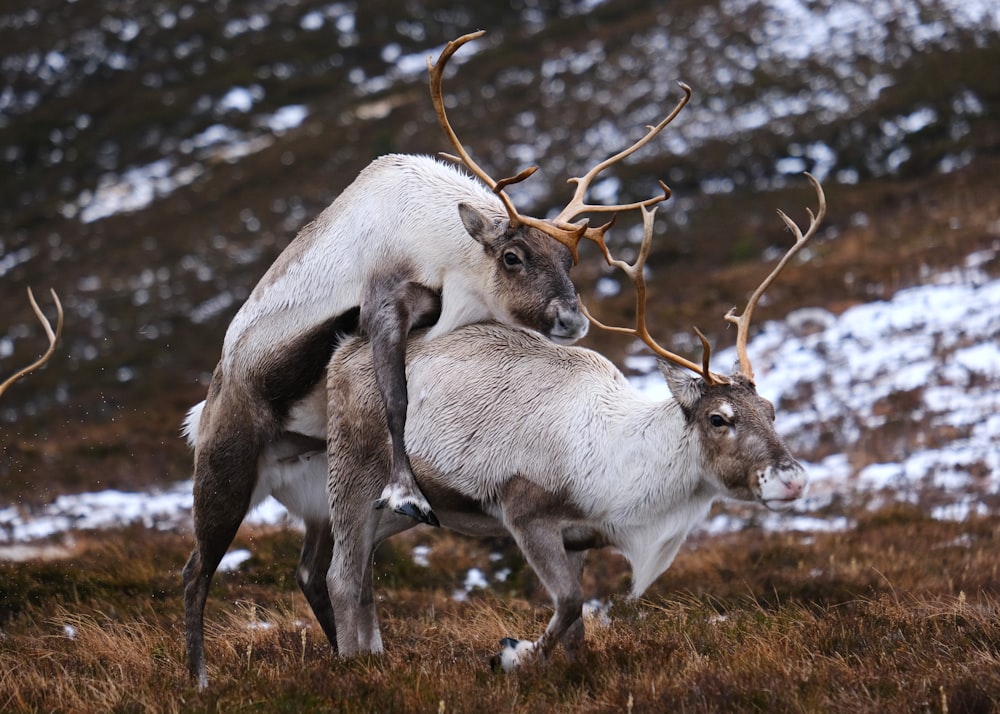 a couple of animals that are standing in the grass