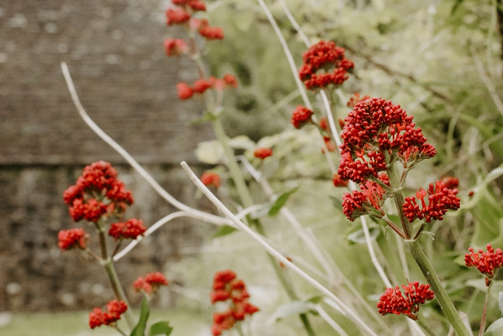 a bunch of red flowers in a field