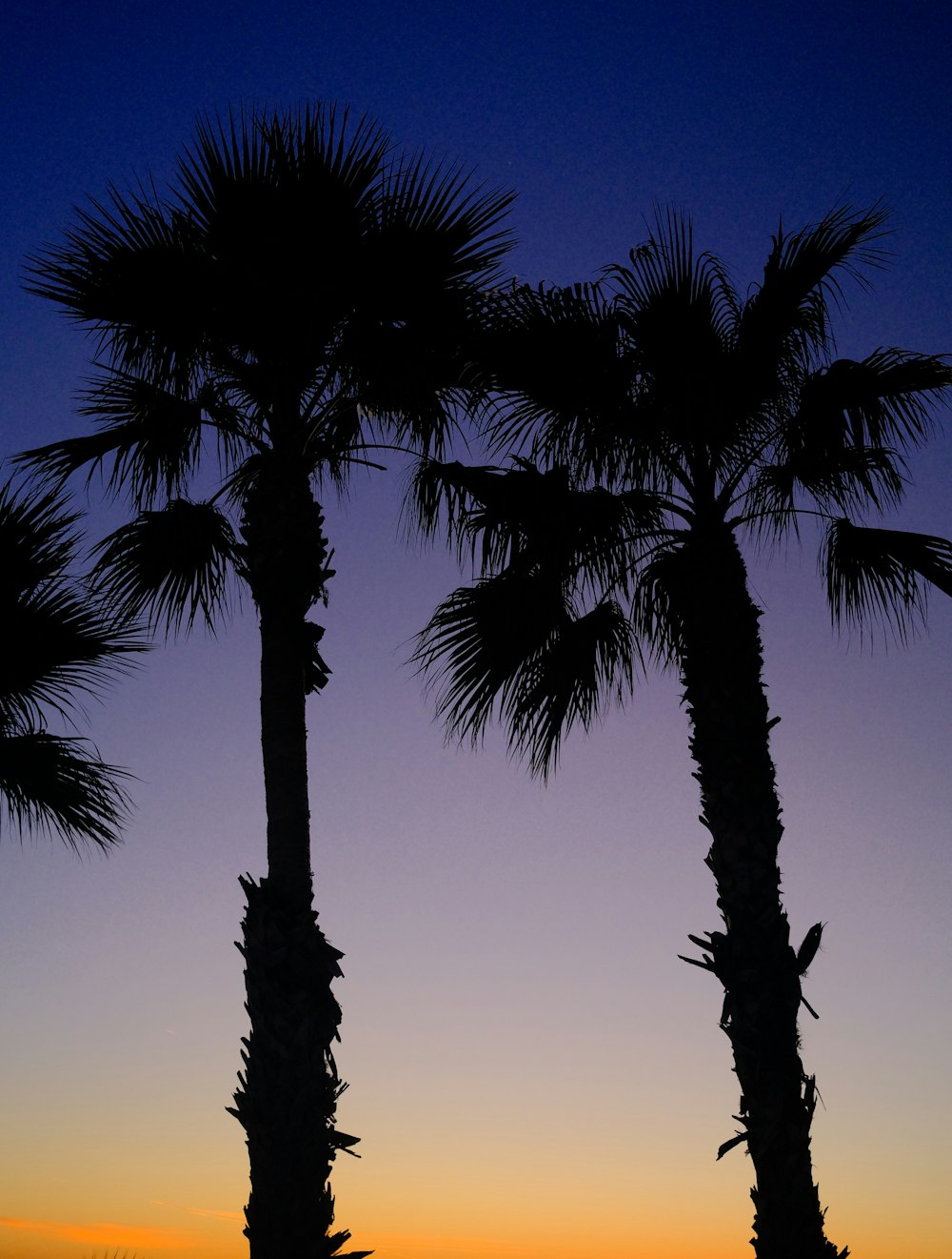 a couple of palm trees sitting next to each other
