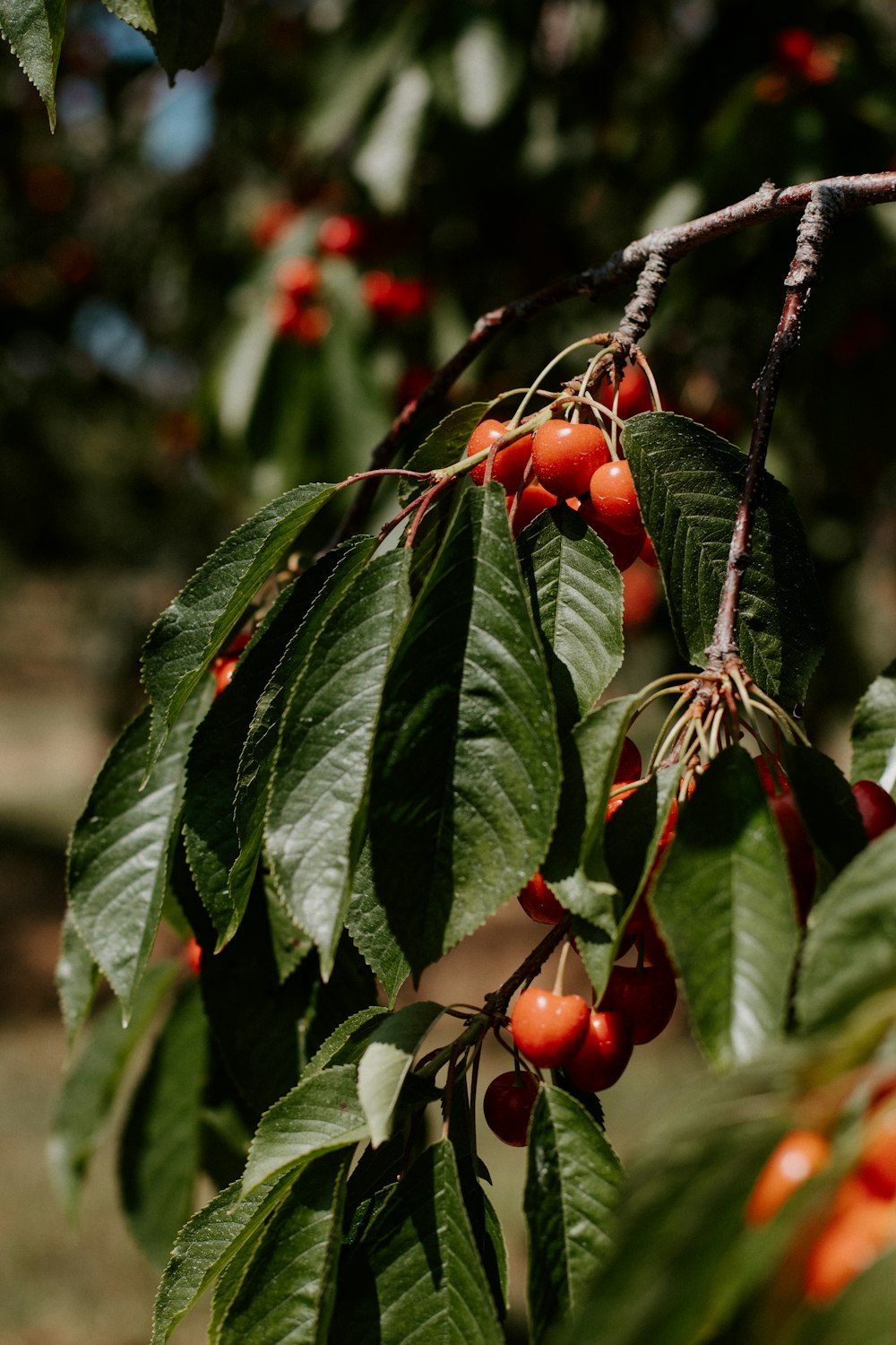 a tree filled with lots of ripe cherries