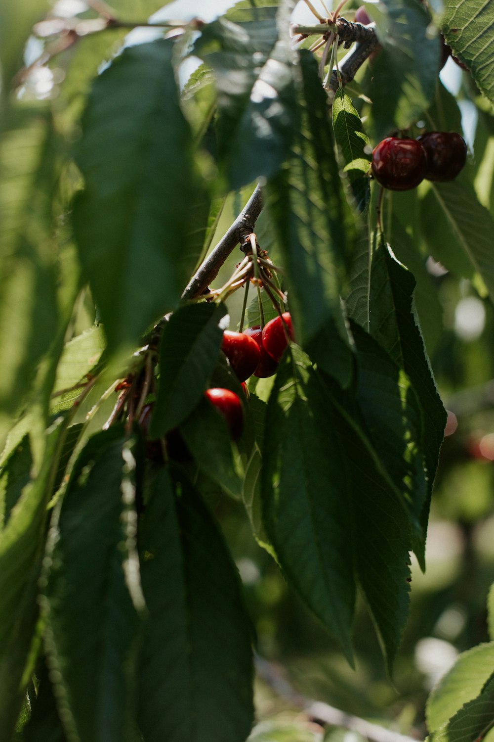 a tree filled with lots of green leaves and red berries