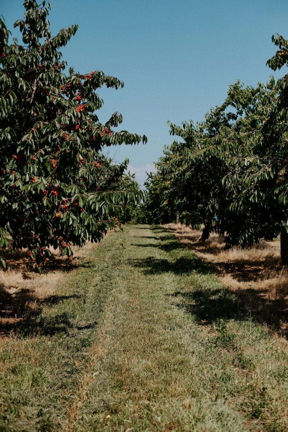 an apple orchard with rows of fruit trees