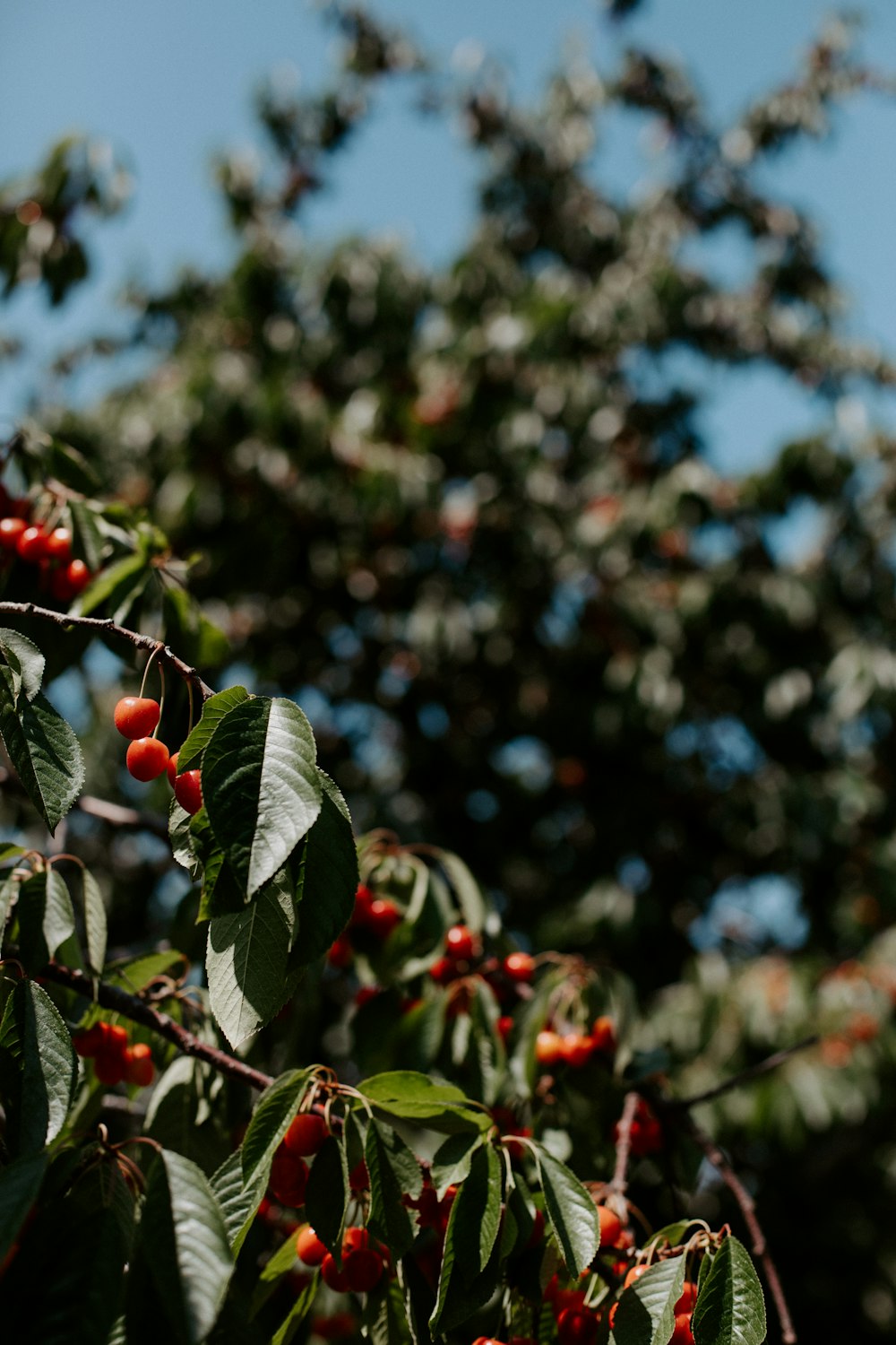 a tree filled with lots of red berries