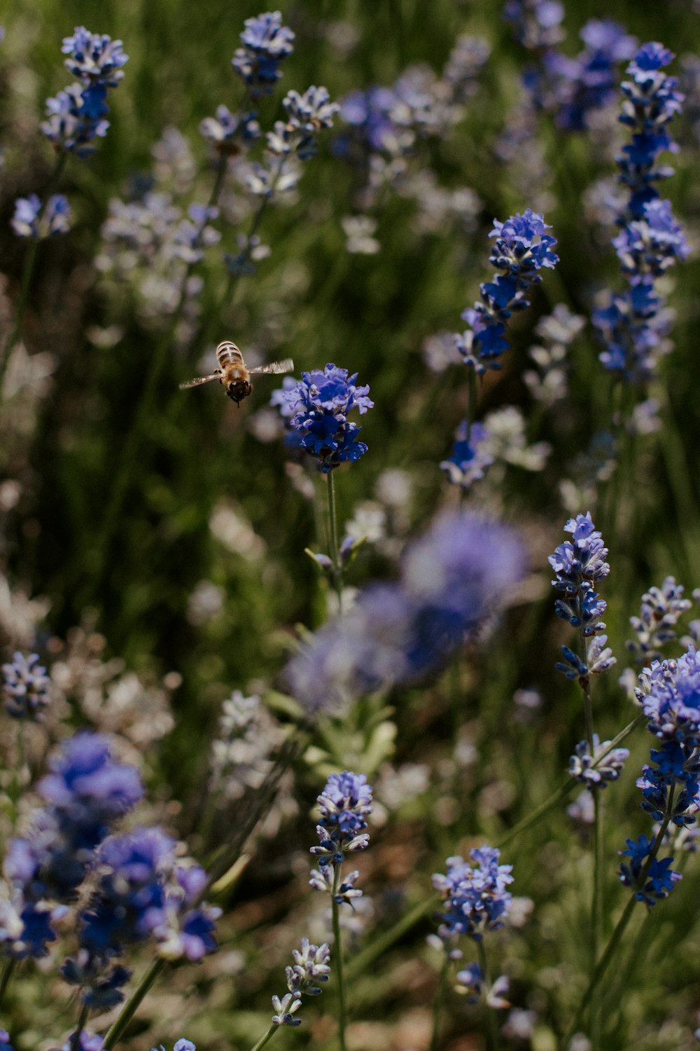 a field of blue flowers with a bee on it