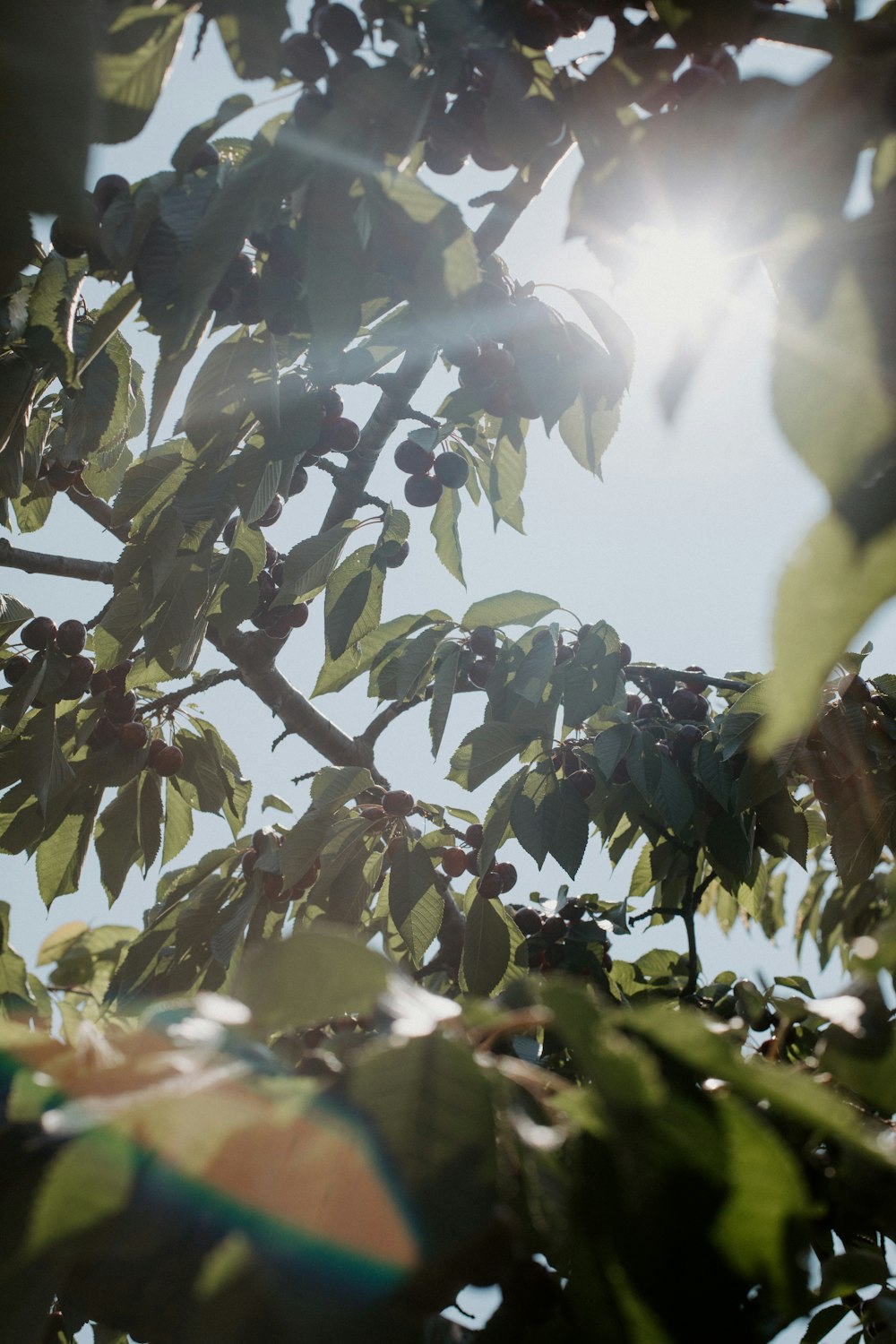 the sun shines through the leaves of a tree