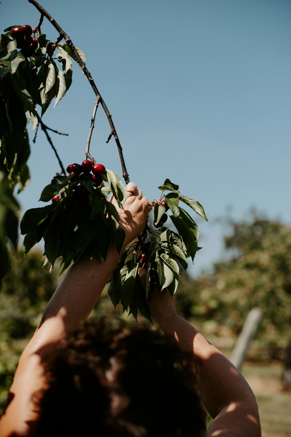 a person reaching up to pick berries from a tree