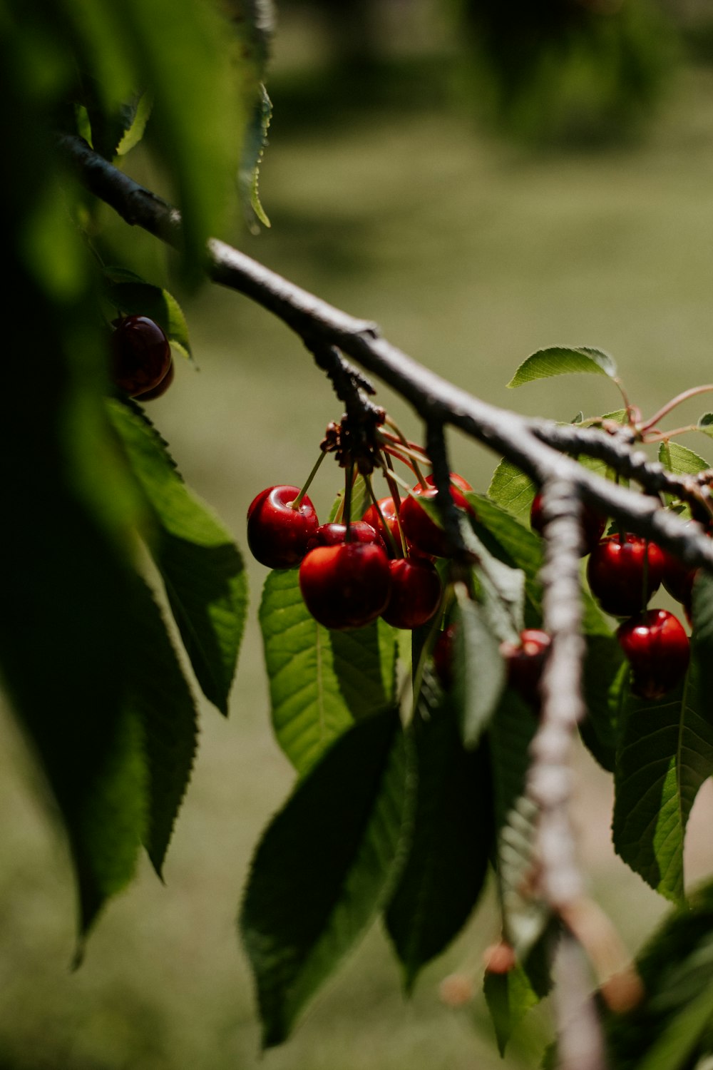 a bunch of cherries hanging from a tree branch