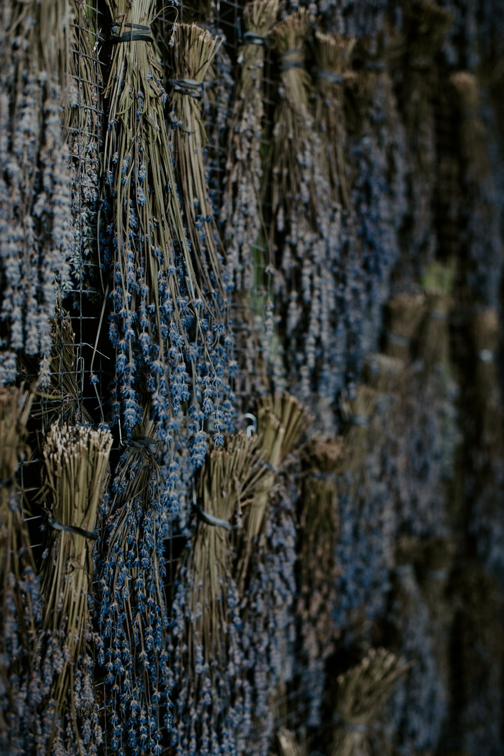 a close up of a bunch of flowers on a tree