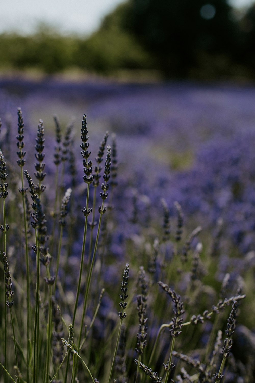 a field of lavender flowers with trees in the background