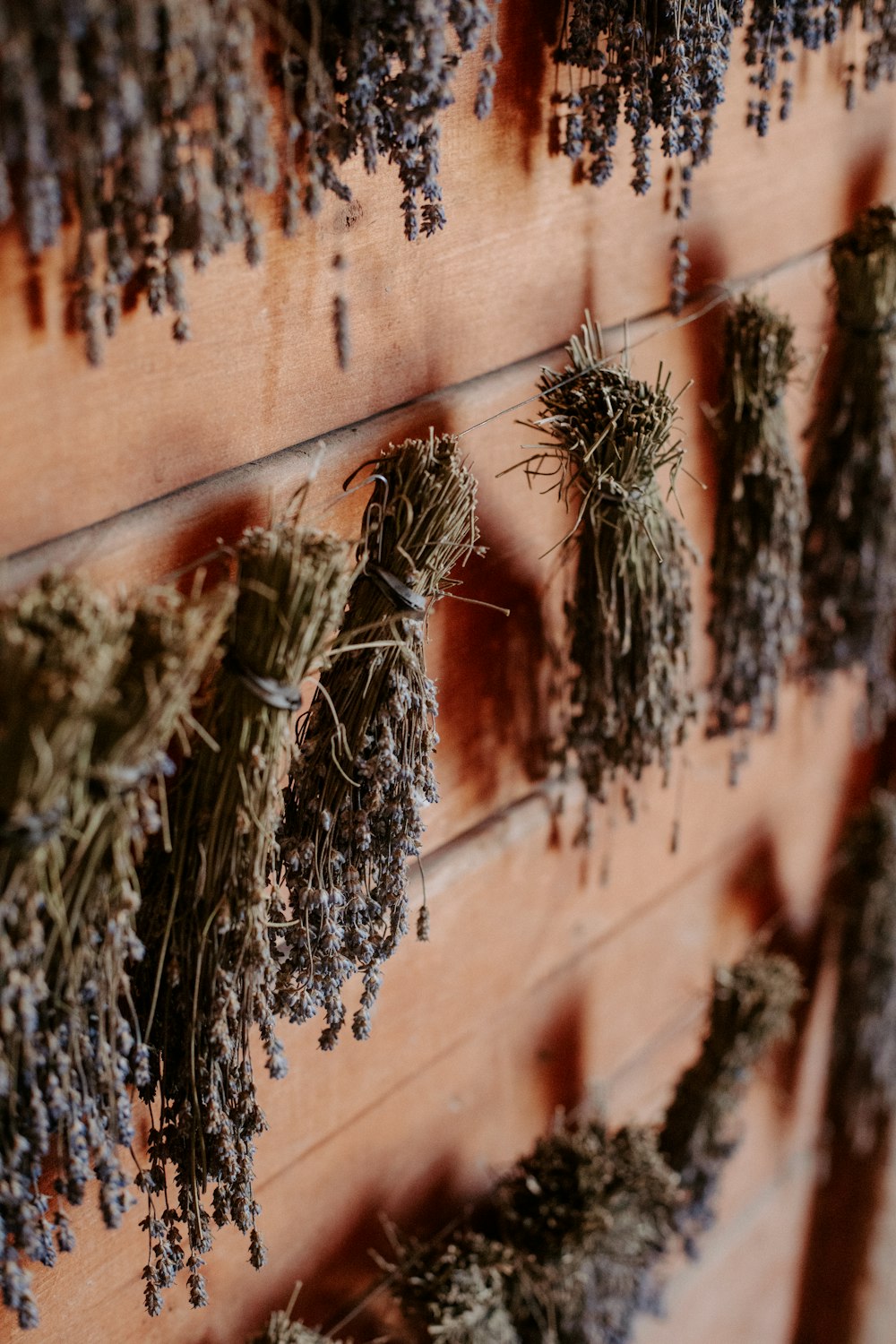 a bunch of dried herbs hanging on a wall
