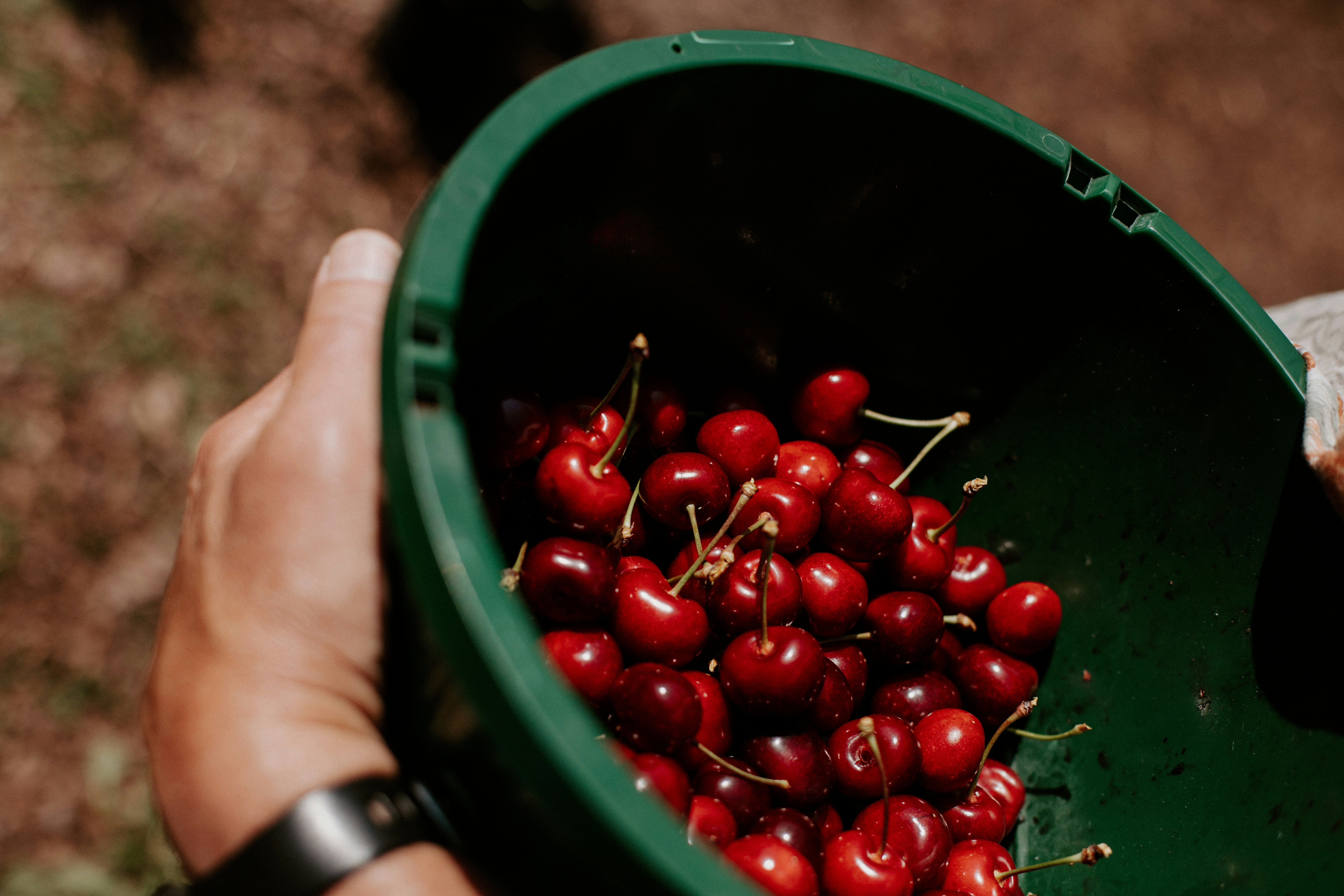 Pit Stop: Michigan's Cherry Civil War and the Delicious Argument That's Been Raging for Decades