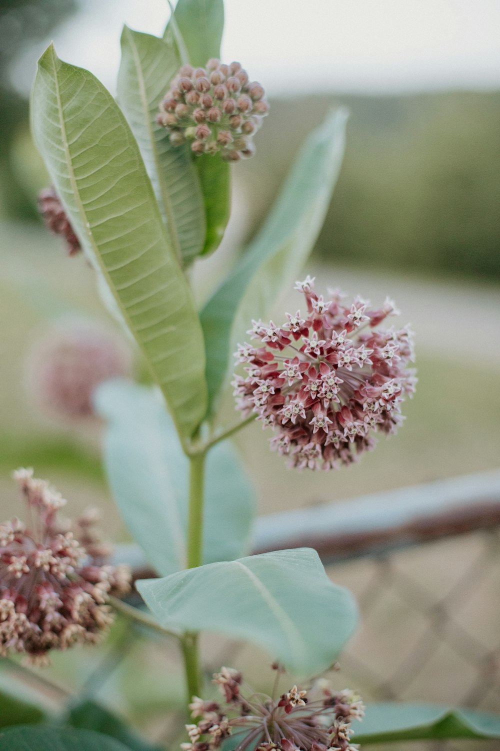 a close up of a flower on a tree