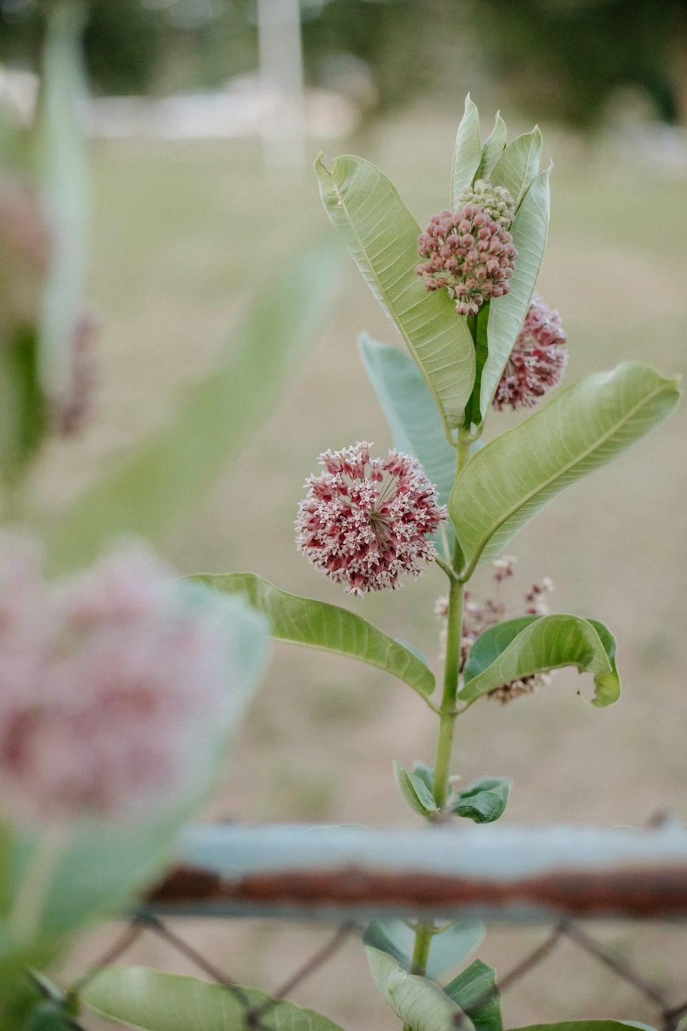 a close up of a plant near a fence