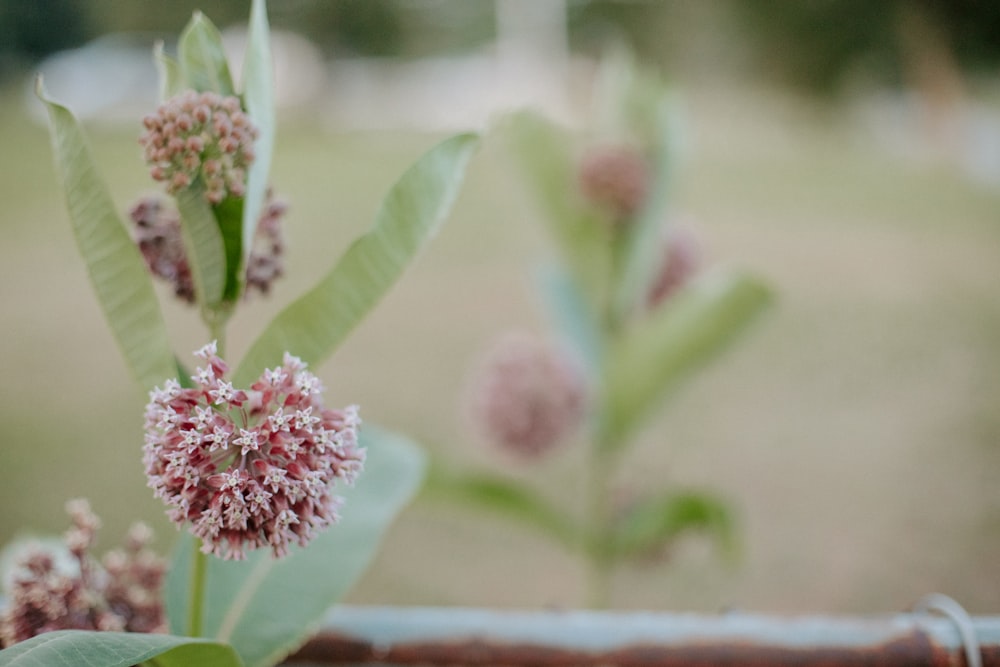 a close up of a plant with pink flowers