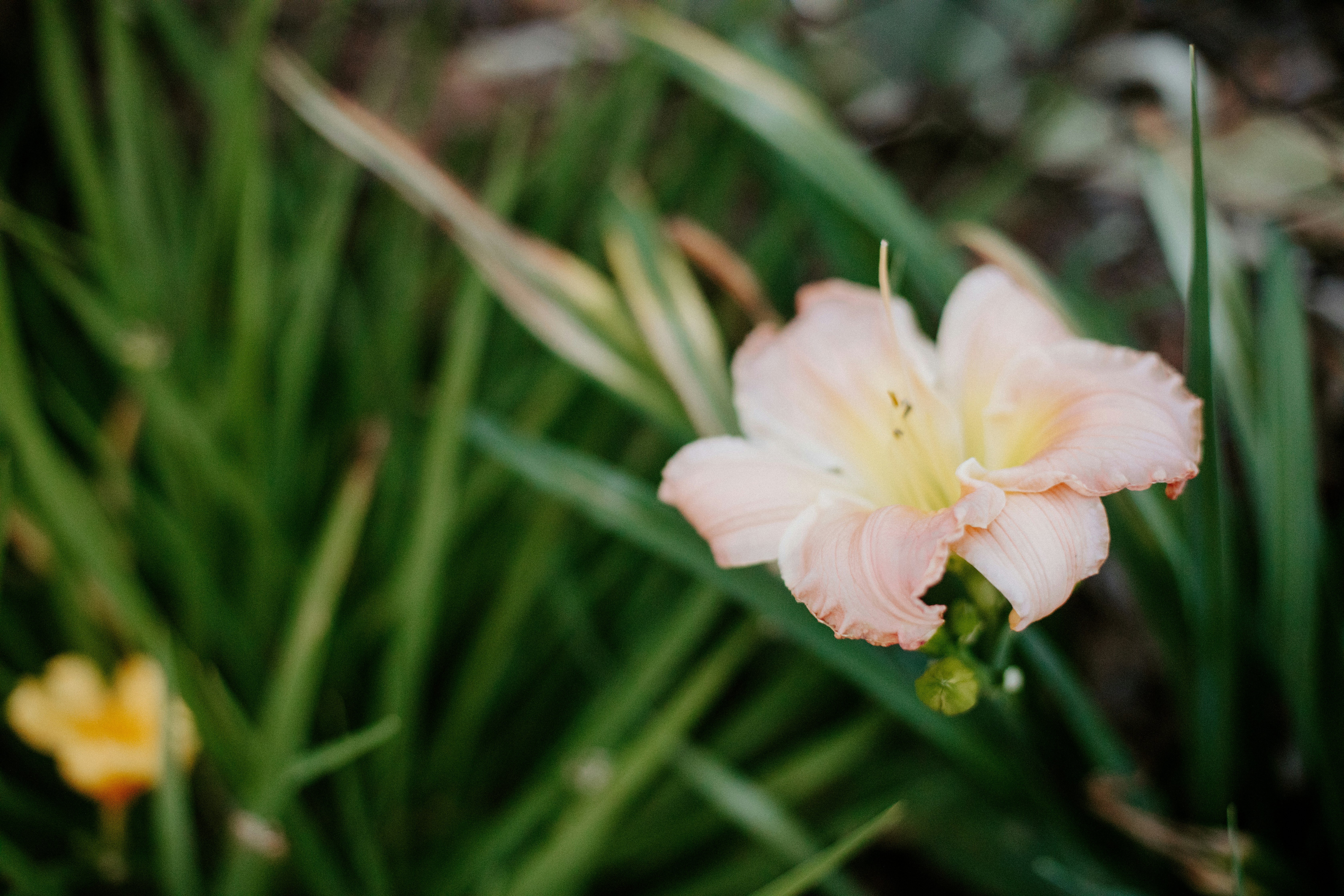 a pink flower with yellow stamens in the foreground