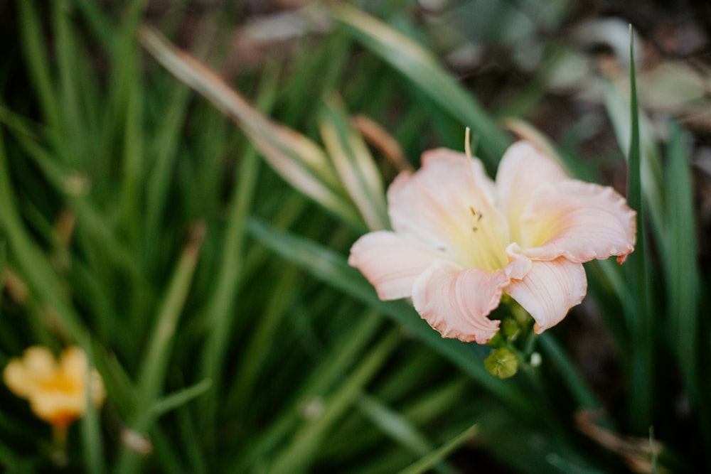 a pink flower with yellow stamens in the foreground