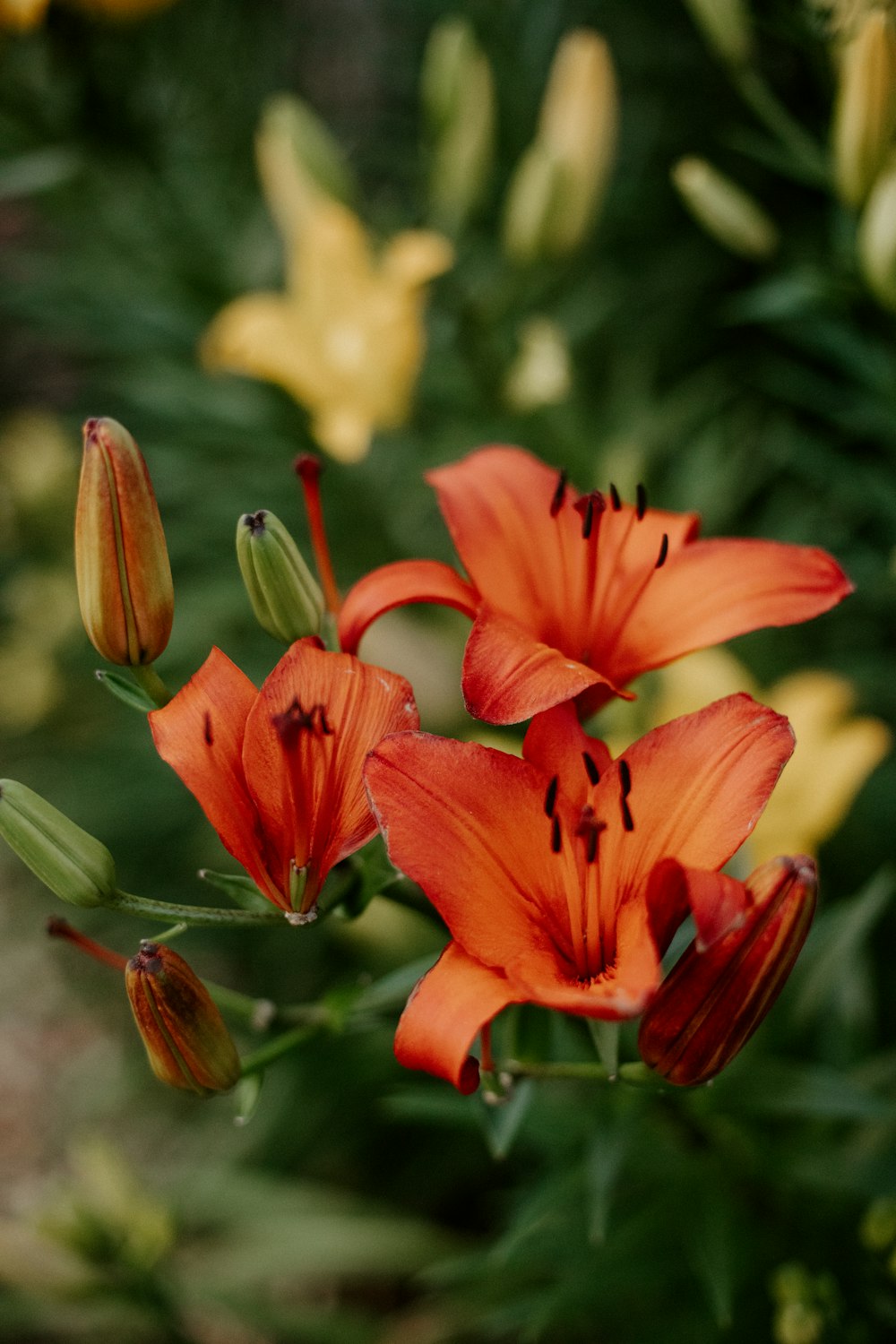 a group of orange flowers in a garden