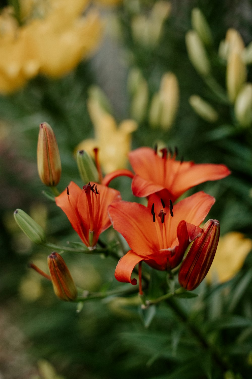 a group of orange flowers in a garden