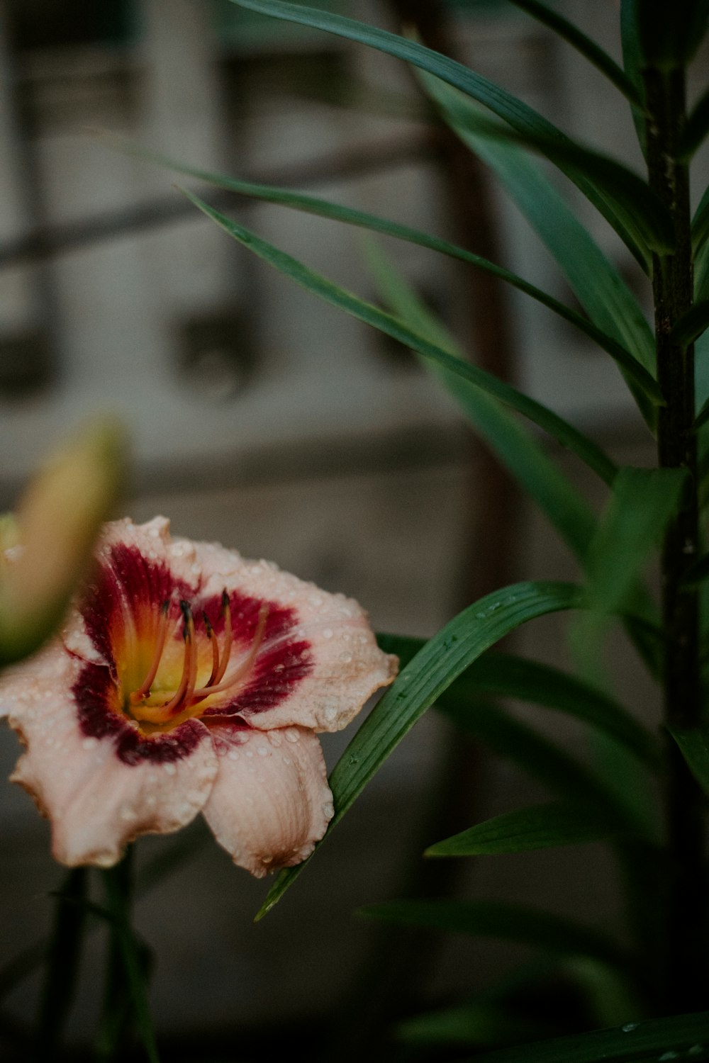 a flower that is sitting on a table