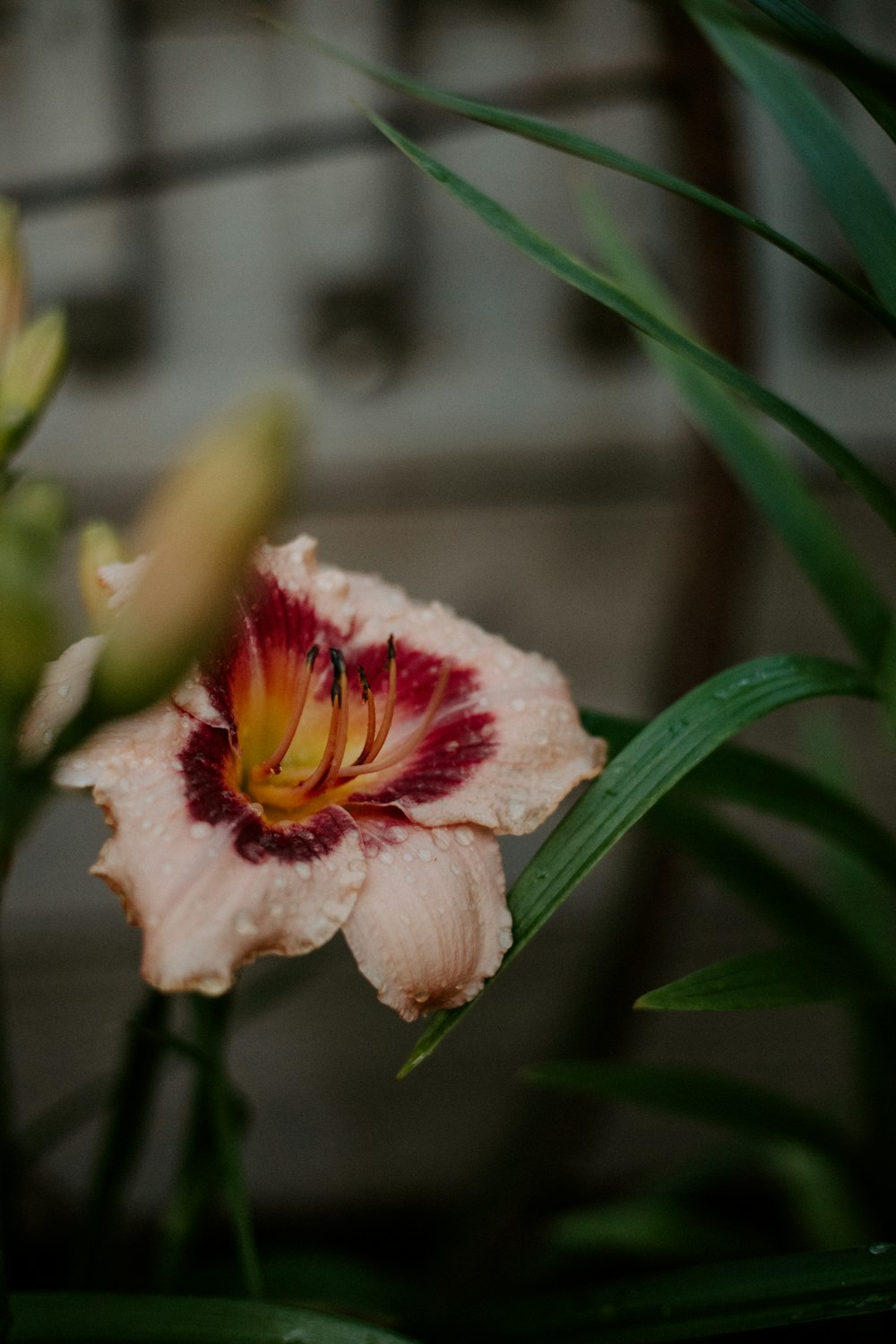 a close up of a flower with a blurry background