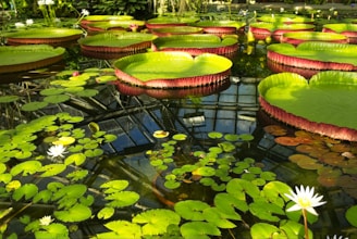 a pond filled with lots of green water lilies