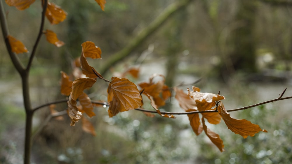 a branch of a tree with yellow leaves