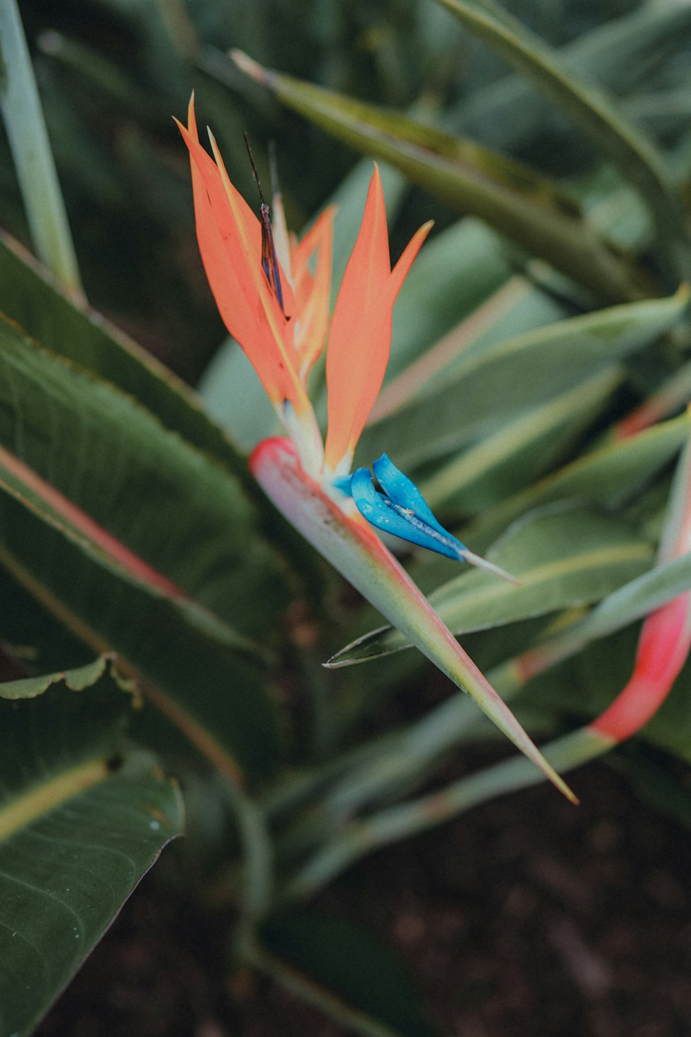 a blue and orange bird of paradise flower