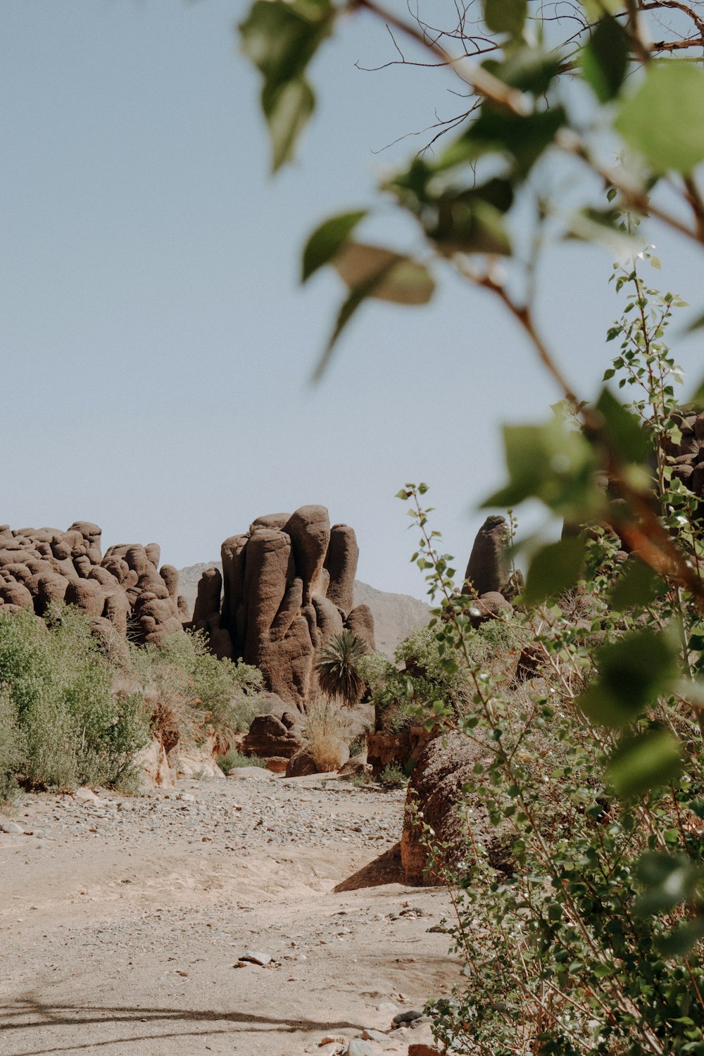 an elephant standing in the middle of a desert