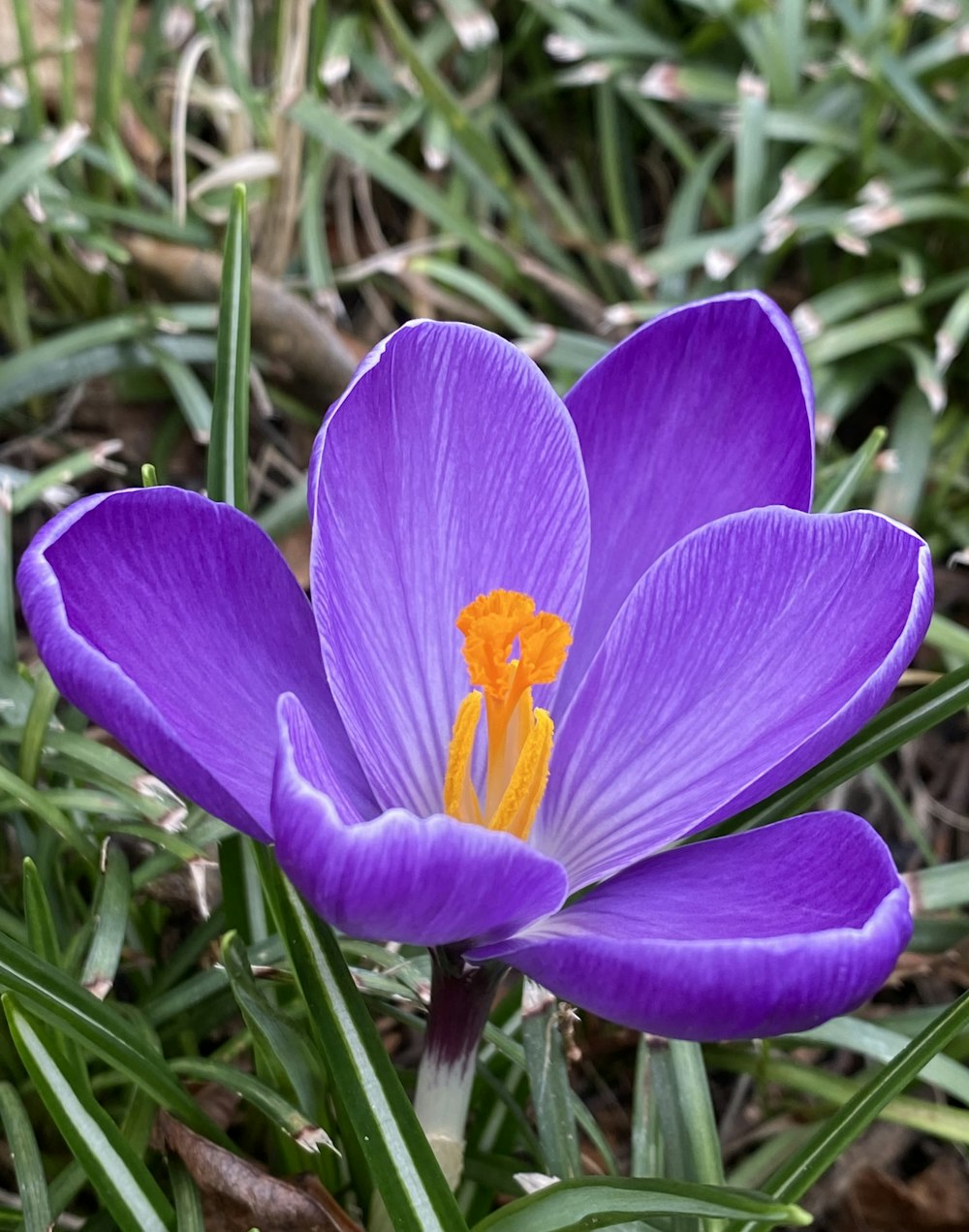 a close up of a purple flower in the grass