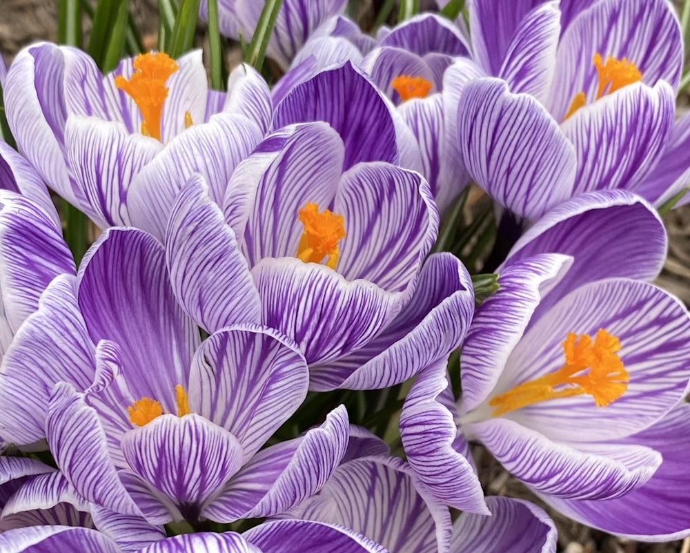 a bunch of purple and white flowers with orange centers
