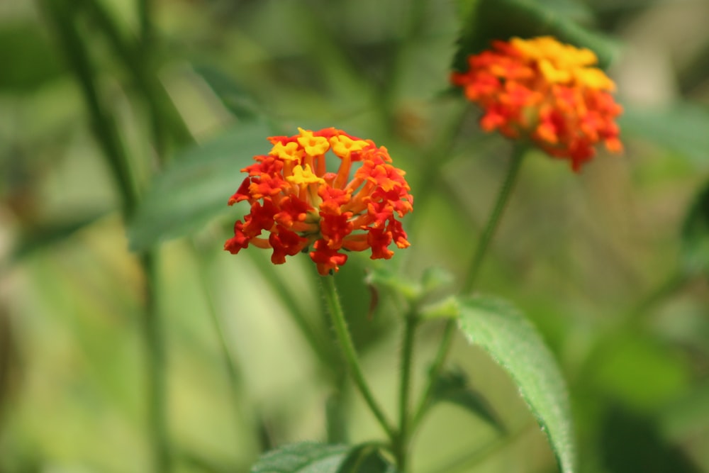 a close up of a flower with a blurry background