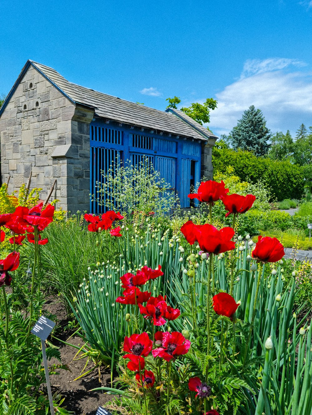 a garden filled with lots of red flowers
