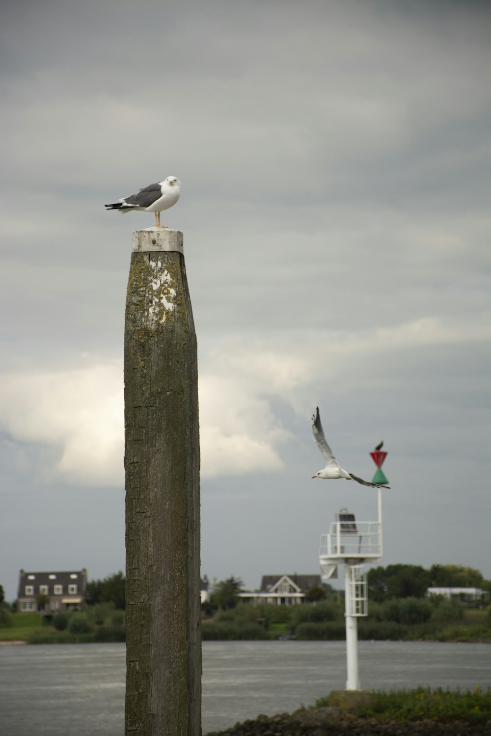 a seagull sitting on top of a wooden post