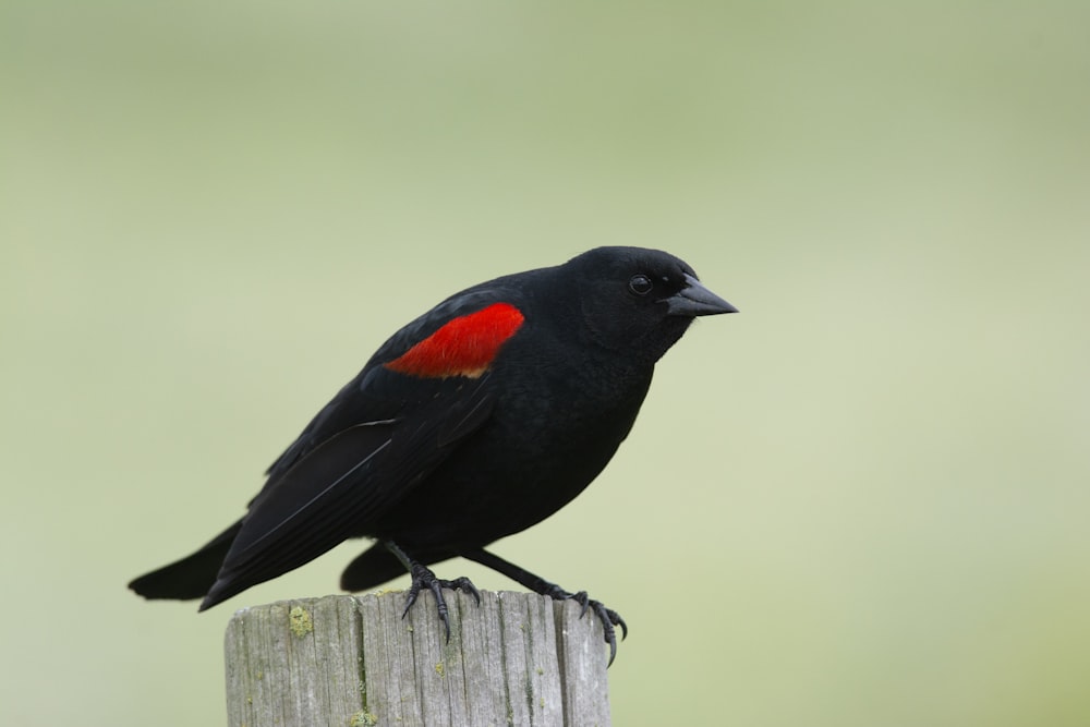 a black and red bird sitting on top of a wooden post