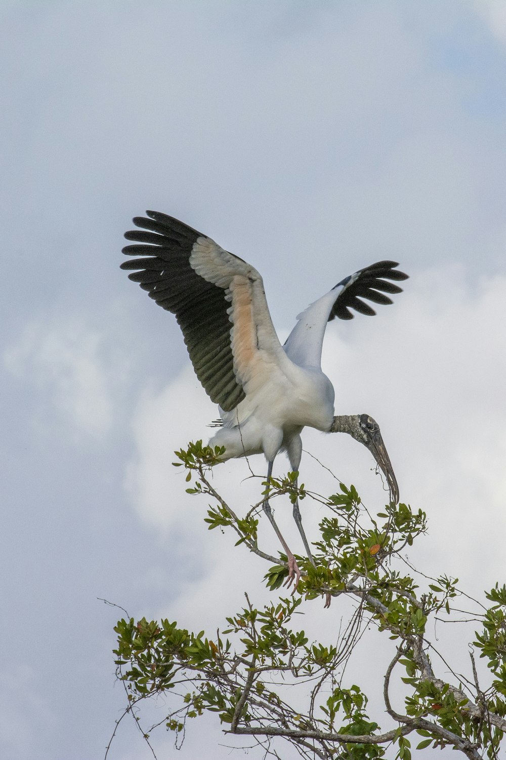 a white and black bird flying over a tree