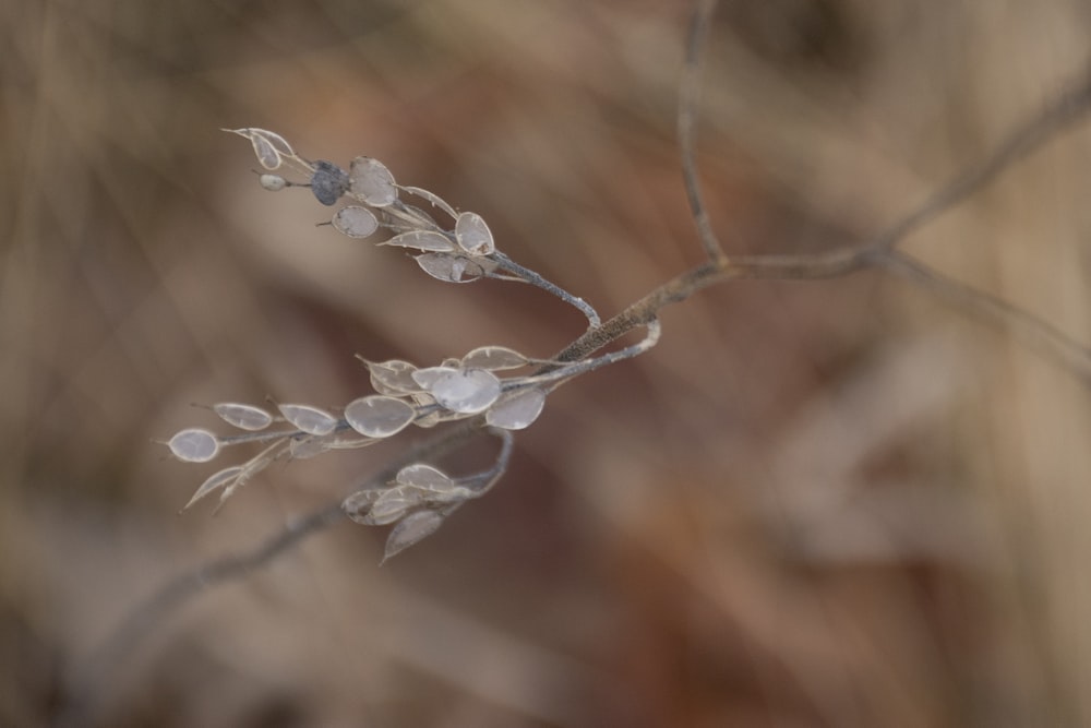 a close up of a branch with small leaves