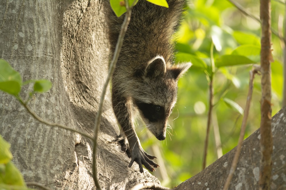 a raccoon climbing up the side of a tree