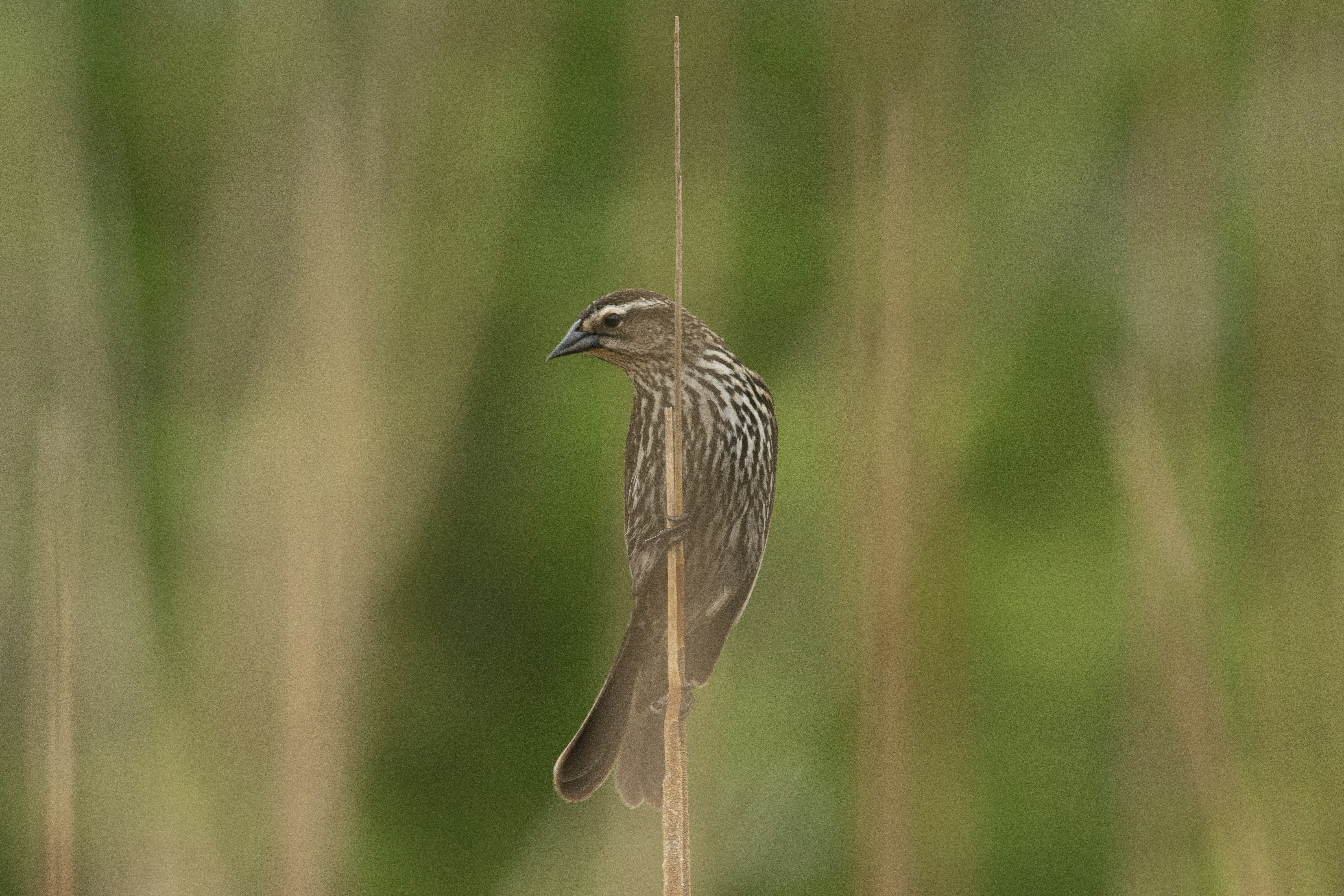 a small bird perched on top of a plant