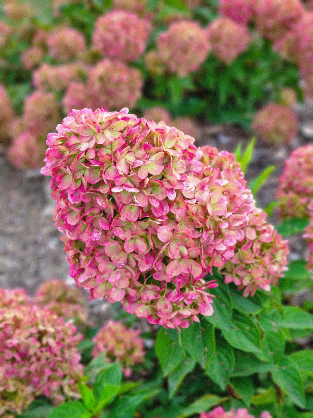 a cluster of pink flowers in a garden