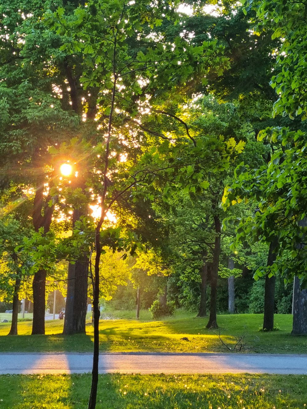 the sun is shining through the trees in the park