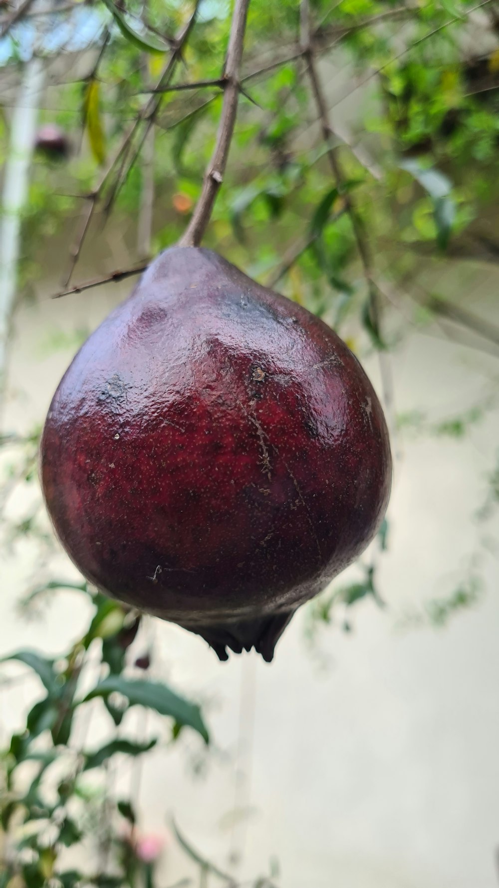 a close up of a pomegranate hanging from a tree