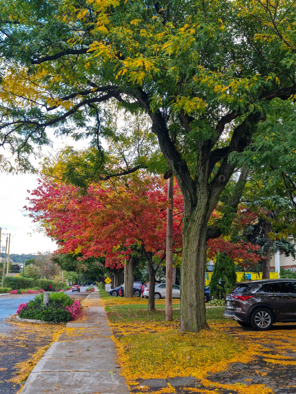 a tree with yellow and red leaves next to a sidewalk