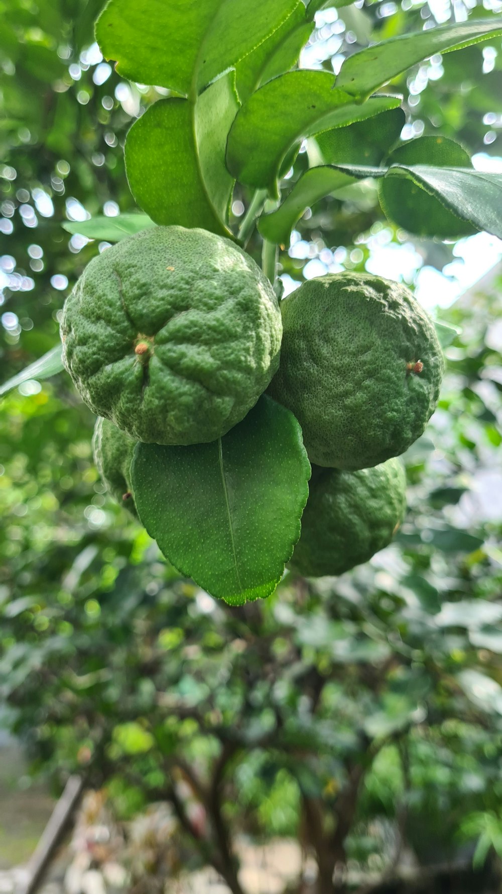 a group of green fruits hanging from a tree