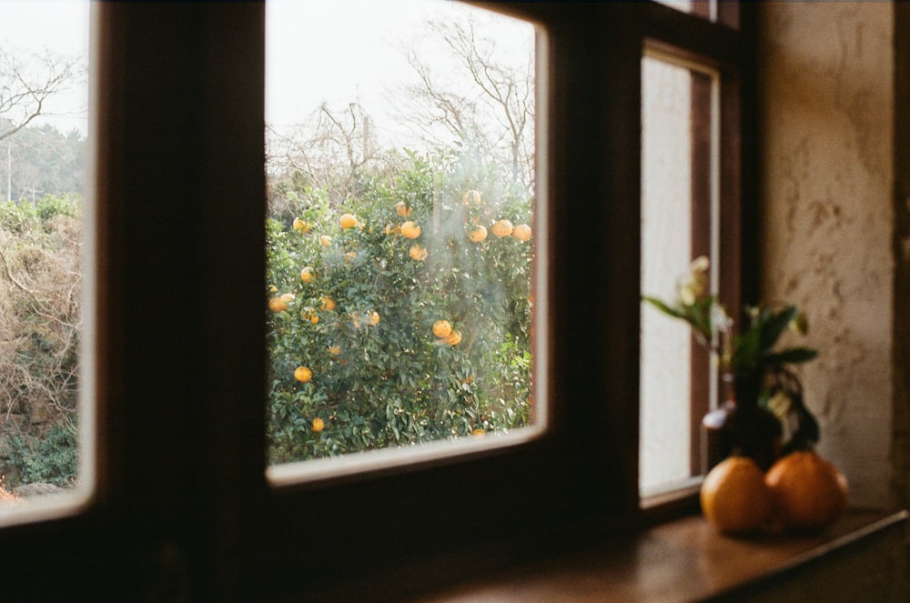 a window with a view of a tree outside